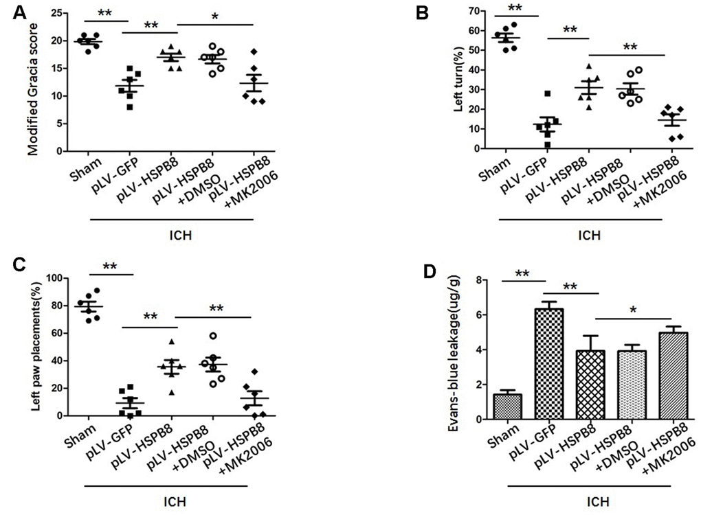 MK2206 attenuated the protective effects of HSPB8. (A–C) Modified Garcia test, corner turn test, and limb placement test in sham, ICH+pLV-GFP, ICH+pLV-HSPB8, ICH+pLV-HSPB8+DMSO, ICH+pLV-HSPB8 + MK2206 groups (n=6, mean±SEM). (D) Evans blue dye extravasation in different groups (n=6, mean±SEM) *P 