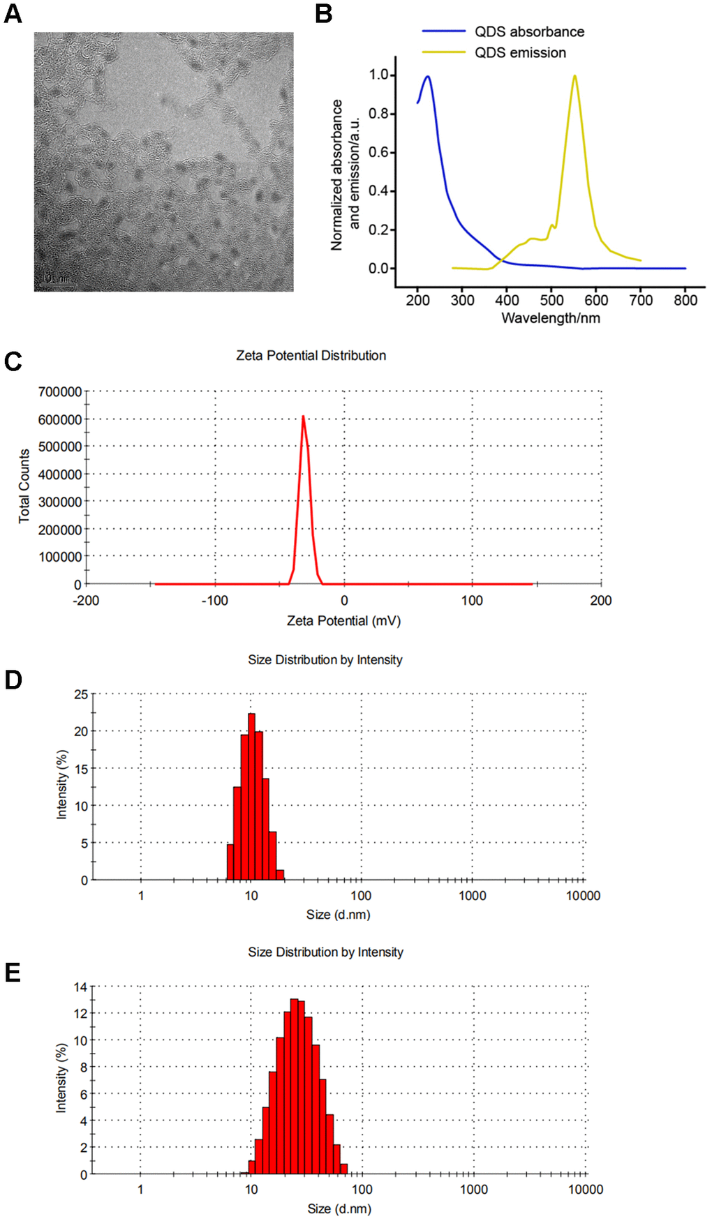 Characterization of CdSe/ZnS quantum dots (QDs). (A) The morphologies of CdSe/ZnS QDs by transmission electron microscopy. (B) The emission spectrum scanning of CdSe/ZnS QDs. (C) The zeta potential analyses and dynamic light scattering plots of CdSe/ZnS QDs cultured in DMEM for 0 (D) and 24 h (E).
