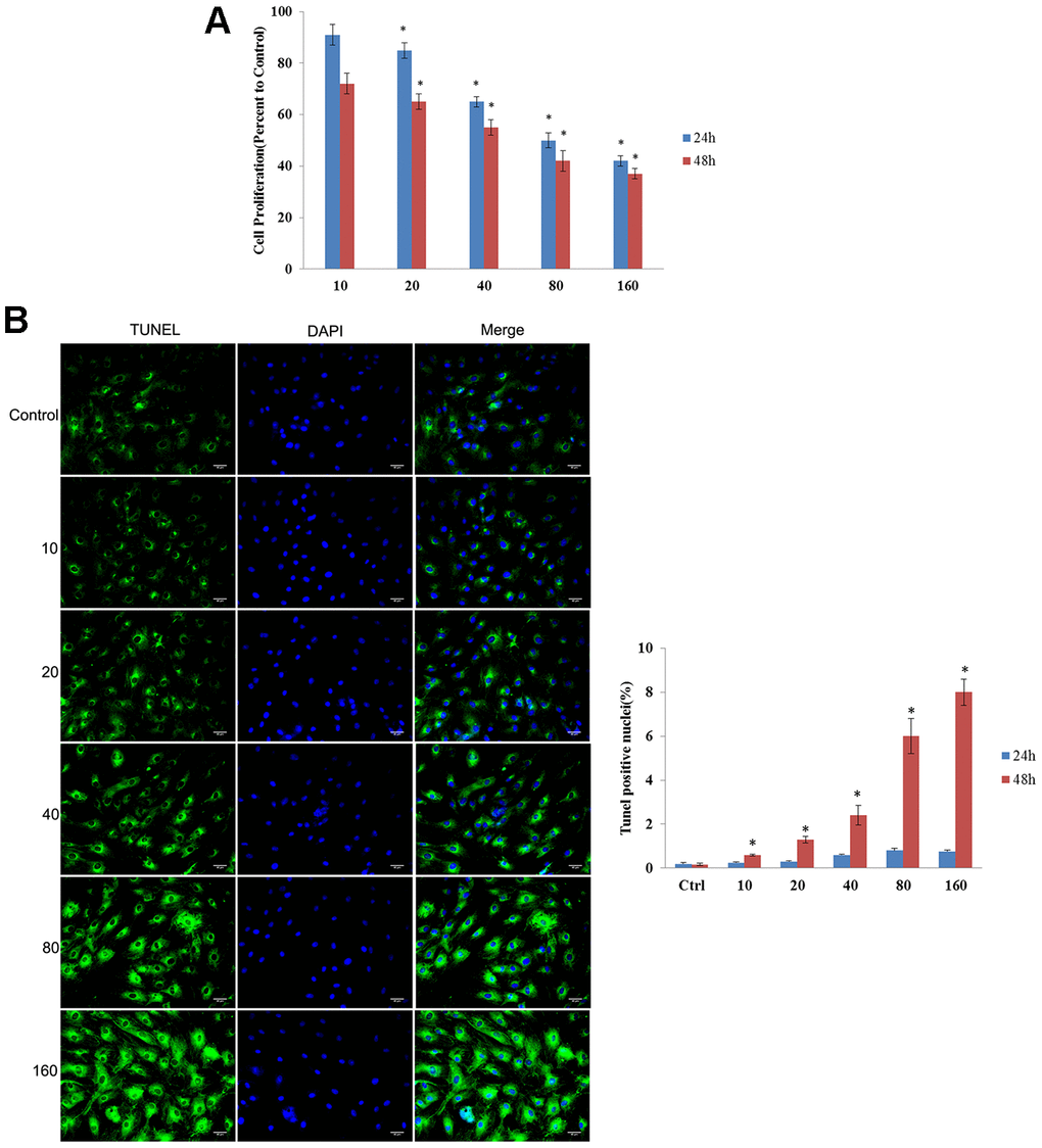 CdSe/ZnS QDs exhibited toxicity to NRK cells. (A) Cell viability of NRK cells treated with different doses of CdSe/ZnS QDs at 24 and 48 h using MTT assay. (B) Cell apoptosis of NRK cells treated with different doses of CdSe/ZnS QDs at 24 and 48 h using TUNEL staining. *P 
