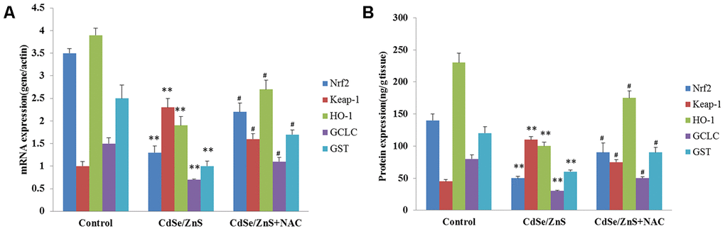 CdSe/ZnS QDs inhibited the activation of Nrf2/Keap1 pathway in vivo. (A) The mRNA levels of Nrf2/KEAP1 pathway related genes, including Nrf2, Kelch-like ECH-associated protein 1 (Keap1), heme oxygenase (HO-1), glutamate cysteine ligase catalytic subunit (GCLC), glutathione S-transferase (GST), in kidney tissues of mice after CdSe/ZnS QDs and/or N-acetylcysteine (NAC, antioxidant) injection by qRT-PCR. (B) The protein levels of these Nrf2/KEAP1 pathway related proteins by enzyme-linked immunosorbent assay. *P #P 