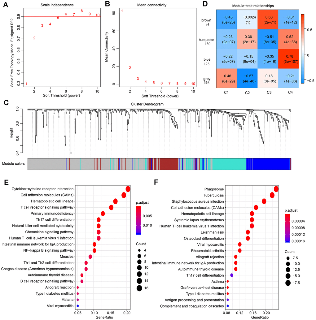 Result of weighted gene correlation network analysis (WGCNA) analysis. (A) The scale independence of WGCNA analysis and determination of parameter β of the adjacency function in the WGCNA algorithm. (B) The mean connectivity of WGCNA analysis. (C) Cluster results and trait heatmap of data samples. (D) Module-immune subtype weight correlations and corresponding P-values (in parenthesis). The left panel shows the four modules and the number of module member genes. (E) The top 20 pathways of genes in the blue module (ranked by FDR ≤ 0.05) in the KEGG database. (F) The top 20 pathways of genes in the turquoise module (ranked by FDR ≤ 0.05) in the KEGG database.