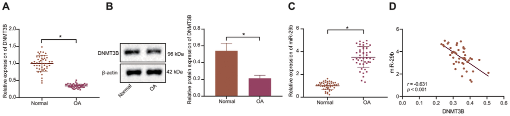 The inverse correlation between DNMT3B and miR-29b expression is revealed in patients with OA. (A) The mRNA expression of DNMT3B in normal cartilage tissues and OA cartilage tissues determined by RT-qPCR (normal, n = 46, OA, n = 46). (B) The protein expression of DNMT3B in tissues of five normal cartilages and five OA cartilages normalized to β-actin measured by Western blot analysis. (C) The expression of miR-29b in tissues of normal cartilages and OA cartilages determined by RT-qPCR (normal, n = 46, OA, n = 46). (D) Pearson’s analysis of the correlation between DNMT3B and miR-29b expression. *p vs. normal cartilages. Statistical data were measurement data and described as the mean ± standard deviation. The independent sample t-test was conducted for comparison between the two groups. The experiment was repeated 3 times independently.