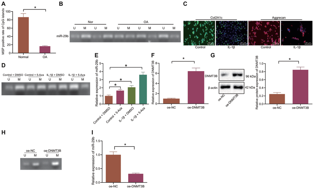 DNMT3B suppresses the expression of miR-29b by enhancing DNA methylation in the miR-29b promoter region. (A, B) The methylation level of miR-29b in cartilage tissues from OA patients (n = 46) and normal cartilage tissues (n = 46) detected by MSP (Nor, normal cartilage tissue; OA, cartilage tissues in patients with OA; U; unmethylated status; M, methylated status). (C) Immunofluorescence staining of Col2A1 and Aggrecan in chondrocytes (× 200, scale bar = 50 μm). (D) The methylation level of miR-29b in chondrocytes under IL-1β and 5-Aza treatment by MSP (U; unmethylated status; M, methylated status). (E) The expression of miR-29b in chondrocytes measured by RT-qPCR. (F) The mRNA expression of DNMT3B in chondrocytes measured by RT-qPCR. (G) The protein expression of DNMT3B in chondrocytes normalized to β-actin measured by Western blot analysis. (H) The methylation level of miR-29b in response to overexpression of DNMT3B determined by MSP. (I) The expression of miR-29b in response to overexpression of DNMT3B determined by RT-qPCR. *p t-test was conducted for comparison between the two groups. The one-way ANOVA was used for comparison among multiple groups followed by Tukey’s post hoc test. The experiment was repeated 3 times independently.