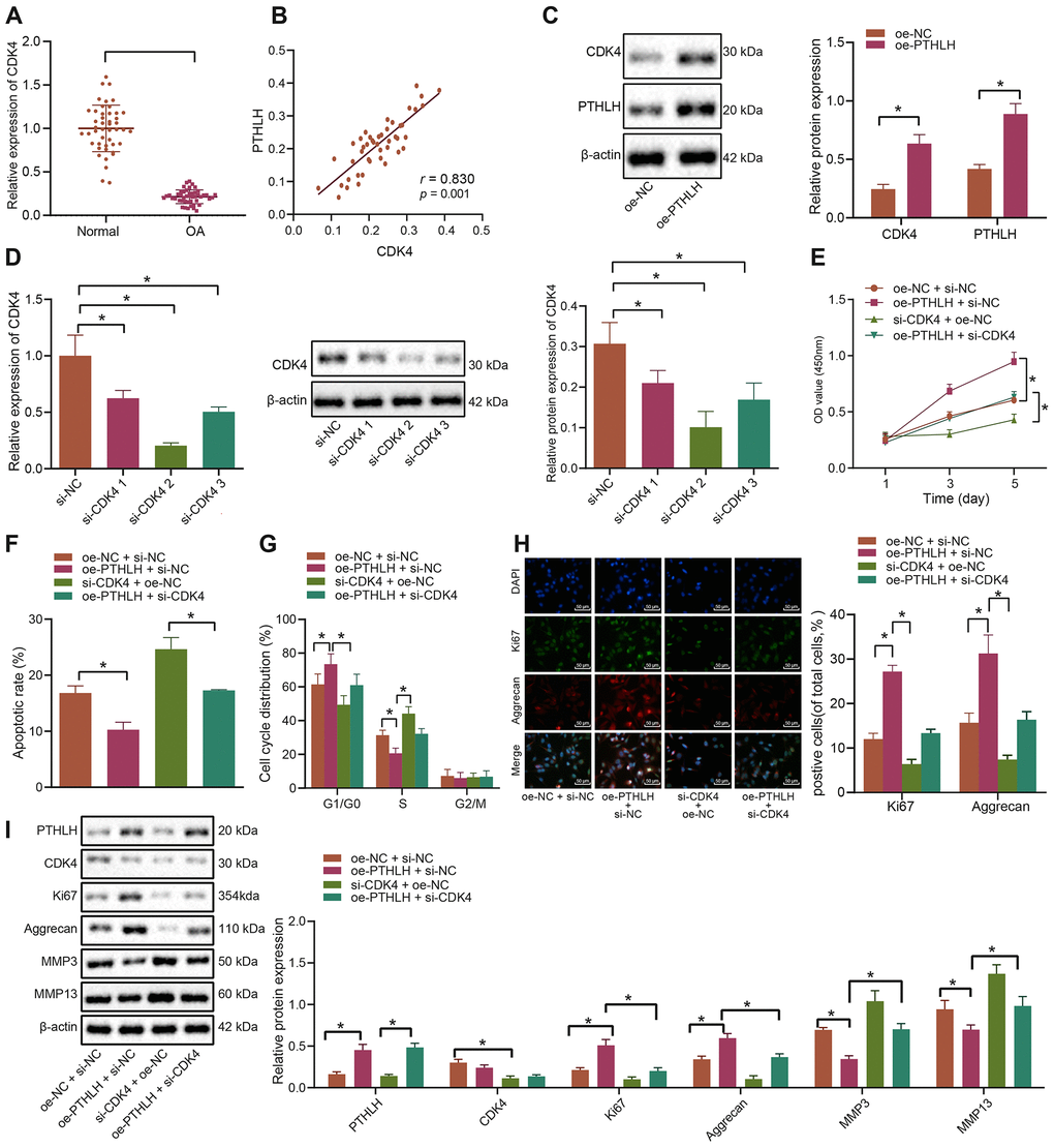 PTHLH decelerates the apoptosis of IL-1β-treated chondrocytes by enhancing CDK4. (A) The mRNA expression of CDK4 in OA cartilage tissues (n = 46) and normal cartilage tissues (n = 46) determined by RT-qPCR. (B) Pearson’s analysis of the correlation between PTHLH and CDK4 expression. (C) The protein expression of CDK4 in chondrocytes in response to overexpression of PTHLH normalized to β-actin measured by Western blot analysis. (D) The expression of CDK4 after siRNA transfection measured by RT-qPCR and Western blot analysis (normalized to β-actin). In panel (E–I) IL-1β-treated chondrocytes were co-transfected with oe-PTHLH/oe-NC and si-CDK4/si-NC. (E) Viability of IL-1β-treated chondrocytes evaluated by MTT assay. (F) Apoptosis of IL-1β-treated chondrocytes assessed by flow cytometry. (G) Cell cycle distribution of IL-1β-treated chondrocytes assessed by flow cytometry. (H) Immunofluorescence staining of Ki67 and Aggrecan in IL-1β-treated chondrocytes (× 200, scale bar = 50 μm). (I) The protein expression of Ki67, Aggrecan, MMP3, MMP13 in IL-1β-treated chondrocytes normalized to β-actin measured by Western blot analysis. *p t-test was conducted for comparison between the two groups. The one-way ANOVA was used for comparison among multiple groups followed by Tukey’s post hoc test. The experiment was repeated 3 times independently.