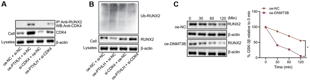 DNMT3B promotes RUNX2 ubiquitination and proteasome degradation in a CDK4-dependent manner. (A) The interaction between endogenous RUNX2 and CDK4 in chondrocytes detected by Co-IP assay. (B) The expression of ubiquitinated RUNX2 protein normalized to β-actin measured by Western blot assay. (C) The degradation of RUNX 2 in chondrocytes treated with CHX. *p 