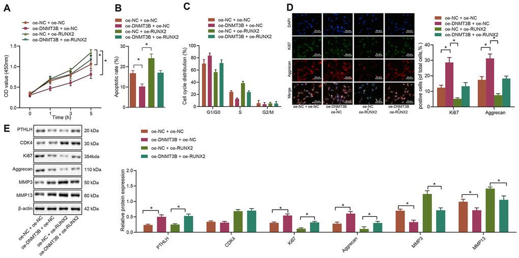 DNMT3B modulates the functions of IL-1β-treated chondrocytes through the downregulation of RUNX2. IL-1β-treated chondrocytes were co-transfected with oe-DNMT3B/oe-NC and oe-RUNX2/oe-NC. (A) The viability of IL-1β-treated chondrocytes evaluated by MTT assay. (B) The apoptosis of IL-1β-treated chondrocytes assessed by flow cytometry. (C) The cell cycle distribution of IL-1β-treated chondrocytes assessed by flow cytometry. (D) Immunofluorescence staining of Ki67 and Aggrecan in IL-1β-treated chondrocytes (× 200, scale bar = 50 μm). (E) The protein expression of Ki67, Aggrecan, MMP3, MMP13 in IL-1β-treated chondrocytes normalized to β-actin measured by Western blot analysis. *p 