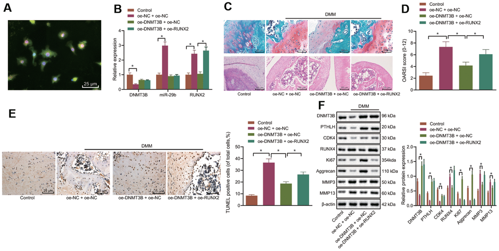 DNMT3B inhibits OA progression in the mouse model of OA. A mouse model of OA was induced by DMM and treated with lentivirus vector harboring oe-DNMT3B and/or oe-RUNX2. (A) Co-localization of DNMT3B and collagen II in cartilage tissues of mice detected by immunofluorescence (× 400, scale bar = 25 μm). (B) The miR-29b expression and the mRNA expression of DNMT3B and RUNX2 in cartilage tissues of mice determined by RT-qPCR. (C) Histological analyses including Safranin O staining and HE staining and microscopic observation of cartilage destruction at 8 weeks post-operation (lesions of articular cartilage were indicated by black arrows, × 400, scale bar = 25 μm). (D) OARIS scores of articular cartilage. (E) Representative images (× 400, scale bar = 25 μm) and quantitation of TUNEL positive apoptotic cells in the cartilage tissues. (F) The protein expression of CDK4, Ki67, MMP3, and MMP13 in cartilage tissues normalized to β-actin measured by Western blot analysis. *p 