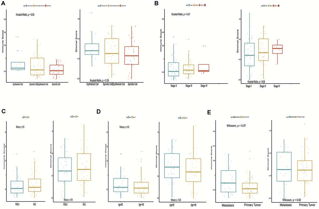 Immune scores and stromal scores are associated with Uveal Melanoma (UM) clinical subtypes, like histological type, metastasis, etc. (A) Distribution of immune scores and stromal scores of histological subtypes, Box-plot shows that there is a significant association between UM subtypes and the level of immune scores (P = 0.05); (B) Distribution of immune scores and stromal scores of stage subtypes; (C) Distribution of immune scores and stromal scores of sex subtypes; (D) Distribution of immune scores and stromal scores of age subtypes; (E) Distribution of immune scores and stromal scores of metastasis subtypes. Box-plot shows that there is no significant association between other subtypes and the levels of immune and stromal scores.