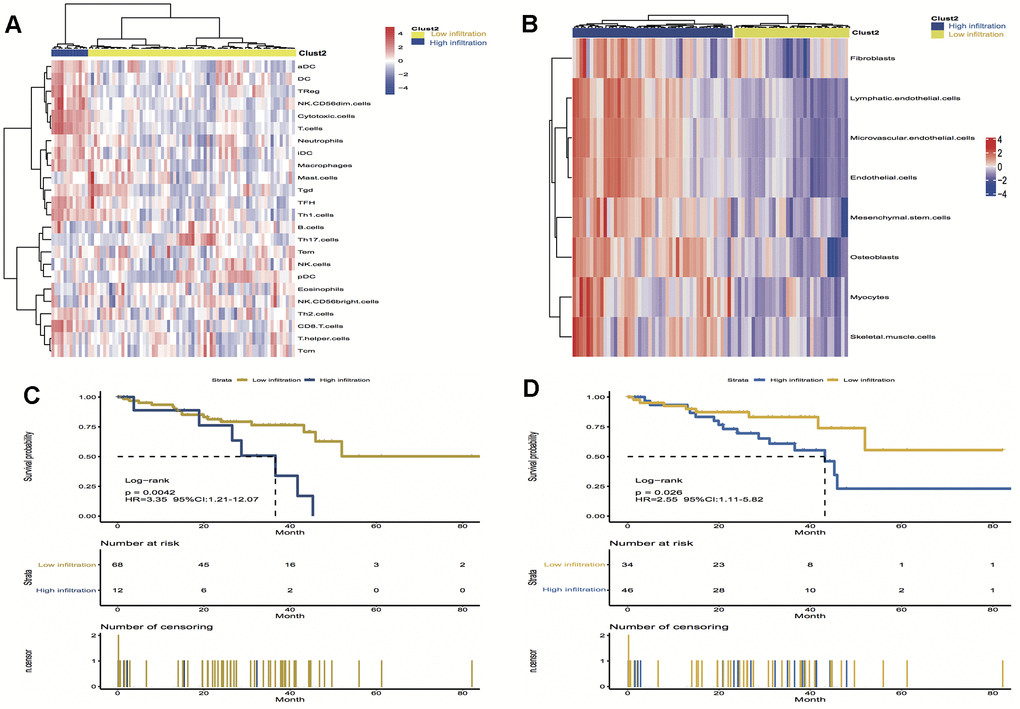 Unsupervised clustering of immune and stromal cells for 80 patients in the UM cohort. (A, B) The low infiltration and high infiltration cells in immune and stromal group; (C) Kaplan-Meier curves for overall survival (OS) of UM patients show that immune infiltration patterns are significantly associated with overall survival (log-rank test, P = 0.004); (D) Kaplan-Meier curves for OS of UM patients show that stromal infiltration patterns are significantly associated with overall survival (log-rank test, P = 0.03). Hazard ratios (HRs) and 95% CIs are for high or low immune and stromal infiltration risk.