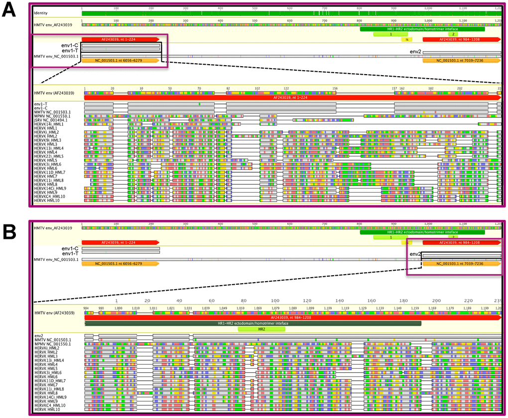 Graphical representation of MMTVenv-like amplicons compared to exogenous and endogenous betaretroviruses. The ENV1-C/ENV1-T (panel A) and ENV2 (panel B) amplicons were mapped to the HMTV env reference sequence and compared with the latter and to other reference sequences representative for exogenous and endogenous betaretrovirus env gene in a multiple nucleotide alignment. For each sequence, grey bases represent residues that were identical to the reference HMTV, while colored residues indicate single nucleotide changes to A (red), C (blue), G (yellow), and T (green). All the three amplicons presented very few nucleotide substitutions with respect to MMTV (1 discordant nucleotide for ENV1-T and 0 for both ENV1-C and ENV2) and HMTV (2 discordant nucleotides for ENV1-T, 3 for ENV1-C and 11 for ENV2). The presence of predicted functional domains in HMTV portions corresponding or near the env amplicons is also annotated: Heptad Repeats 1 and 2 (HR1 and HR2, respectively) and immunosuppressive domain (IS). N.B. in the ENV2 alignment, JSRV is not present due to the absence of any shared nucleotide sequence.