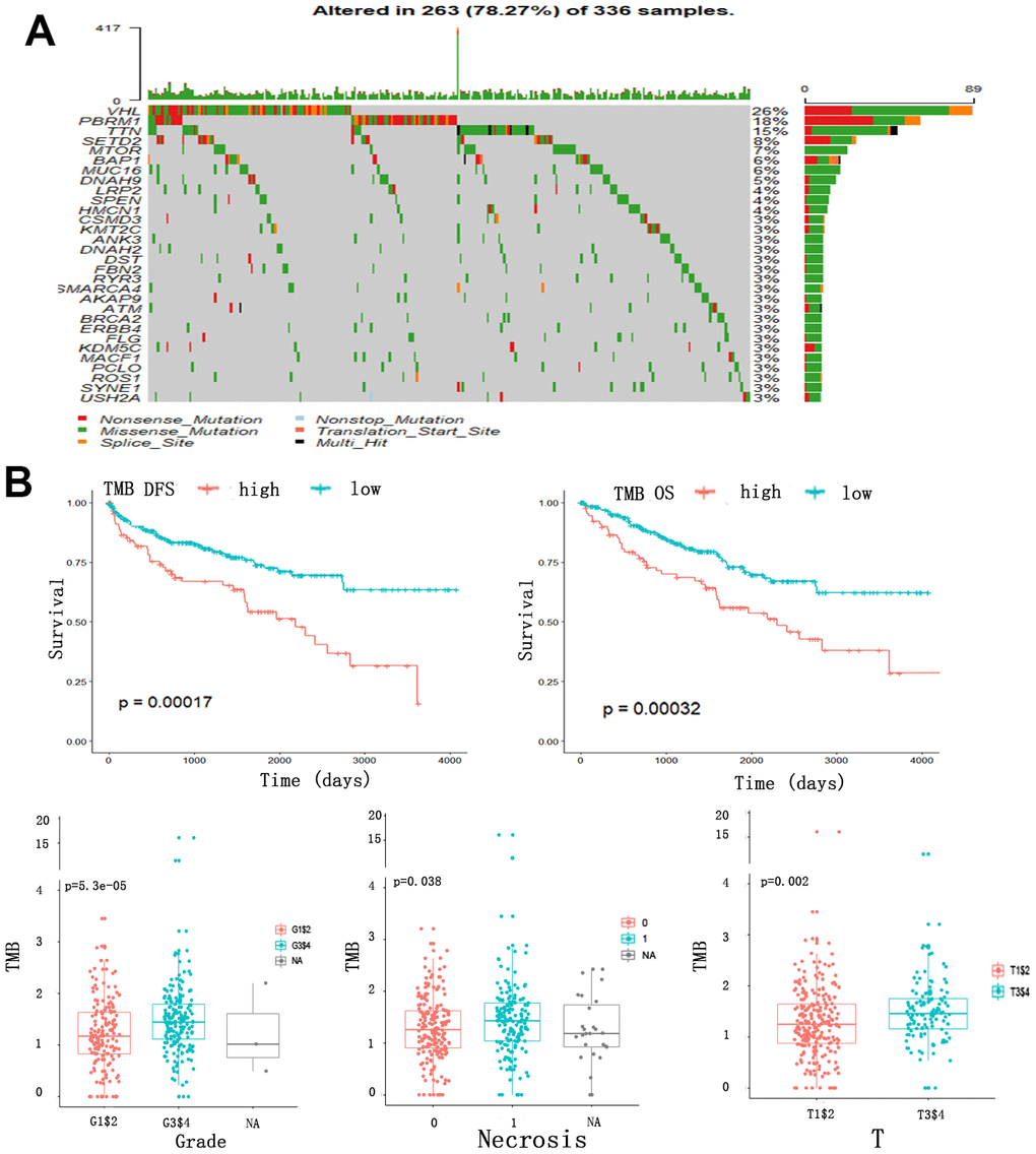 Somatic mutation, TMB and clinical outcomes in ccRCC patients. (A) Oncoplot for frequently mutated genes in ccRCC samples from TCGA cohort. Genes are listed by mutation frequency. The bottom panel shows the different mutation types. (B) TMB and clinical outcomes in ccRCC patients. X-tile plot of TMB and OS. A TMB score cutoff of 1.7 was used to divided patients into TMB-low and TMB-high subsets.