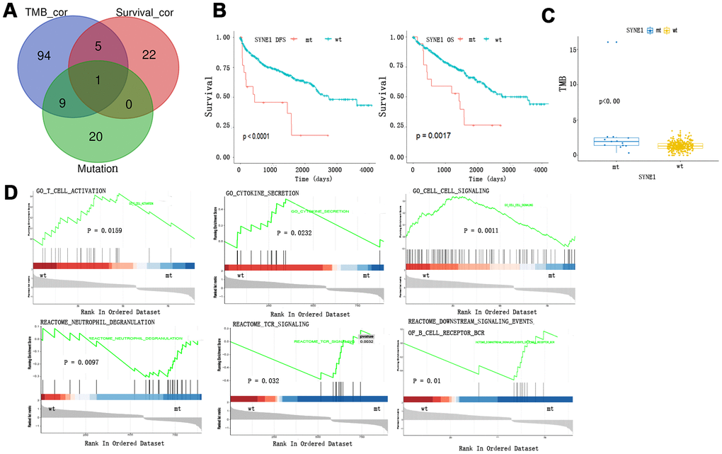 TMB and survival prognosis based on SYNE1 mutation and enrichment pathway analysis. (A) Venn diagram of frequently mutated genes showing TMB correlated and survival correlated mutated genes. (B) SYNE1 mutation and survival prognosis. (C) SYNE1 mutation is related to a higher TMB. (D) GSEA enrichment based on SYNE1 mutation: wt, wild type; mt, mutant type.