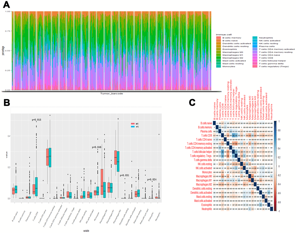 Tumor-infiltrating immune cells associated with SYNE1 mutation in ccRCC. (A) Bar chart of infiltration of 22 immune cells. (B) Boxplot showing differentially infiltrating immune cells based on SYNE1 mutation. Red color represents the mt group and blue represents the wt group. (C) Correlation matrix of immune cell fractions. The blue color represents positive correlation, and red represents negative correlation.