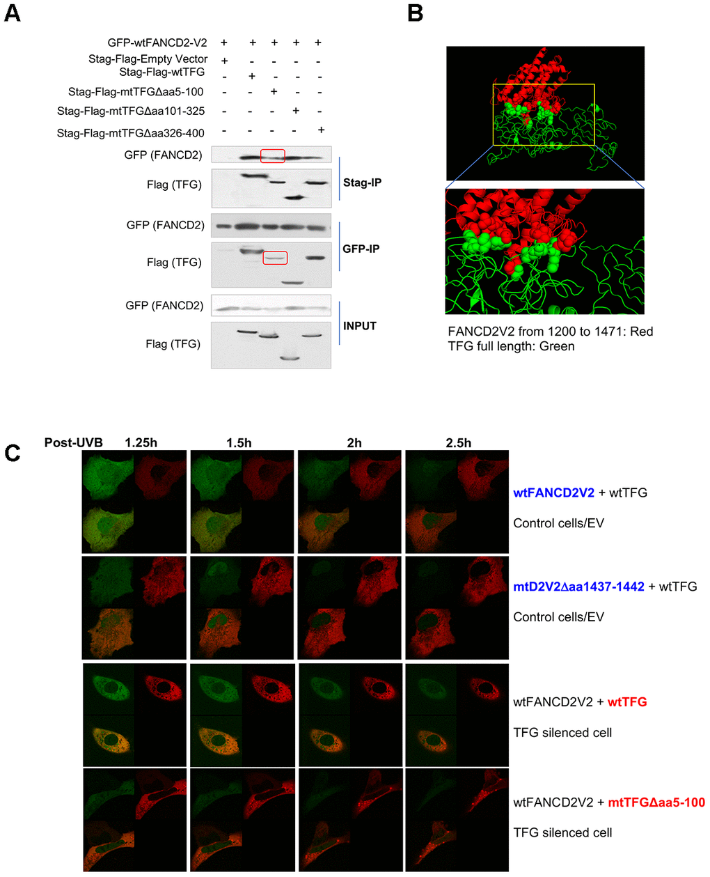AA 5-100 of TFG contributes to the interaction between TFG and FANCD2-V2. (A) Aminol terminal of TFG confers its association with FANCD2-V2. HEK293T cells were transfected with Stag-Flag-wtTFG, Stag-Flag-mtTFGΔaa5-100, Stag-Flag-mtTFGΔaa101-325, Stag-Flag-mtTFGΔaa326-400 or empty vector together with GFP-wtFANCD2V2. Both GFP and Stag antibodies’ IPs were performed and the pulldowns were detected by GFP and Flag antibodies. Red line-squares indicate the reduced interaction between GFP-wtFANCD2 and Stag-Flag-mtTFGΔaa5-100. (B) Docking of C-terminal of FANCD2-V2 and N-terminal of TFG supports their interaction. The predicted structure of human TFG (green) was adapted well to that of partial FANCD2-V1 protein from 1200-1441 (red). (C) Both the aa1437-1442 of FANCD2-V2 and the aa5-100 of TFG are important for the earlier action of FANCD2-V2 upon DNA damage. Live imaging was performed on TFG-normally expressed U2OS cells co-transfected with GFP-wtFANCD2-V2 and RFP-wtTFG or GFP-mtFANCD2-V2(Δaa1437-1442) and RFP-wtTFG; together with TFG expression-compromised U2OS cells co-transfected with GFP-wtFANCD2-V2 and RFP-wtTFG or GFP-wtFANCD2-V2 and RFP-mtTFG(Δaa5-100) (Moving images in Supplementary Videos 2–5 respectively). Photos were taken every 30min. Green focus duration and intensity was reduced in cells carrying mtFANCD2-V2Δaa1437-1442 or mtTFGΔaa5-100 comparing to the corresponding controls.