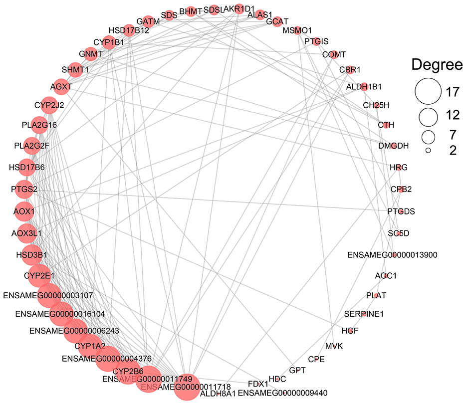 The network of PPI analysis of metabolism-related DEGs in the liver. The sub-network contained hub genes was extracted. The size of the circle represents the degree level of node gene. The bigger the circle, the more degree of node gene.