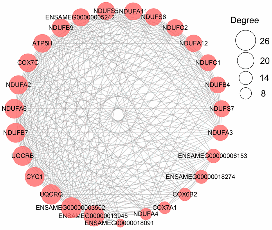 The network of PPI analysis of metabolism-related DEGs in the pancreas. The sub-network contained hub genes was extracted. The size of the circle represents the degree level of node gene. The bigger the circle, the more degree of node gene.