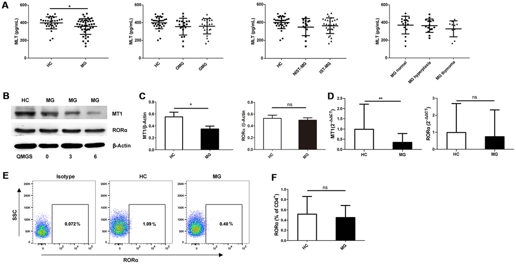 Serum melatonin levels and melatonin receptor expression in MG patients and HCs. (A) Serum melatonin levels among different MG subgroups (HC, n=31; MG, n=43; OMG, n=19; GMG, n=24; NIST-MG, n=14; IST-MG, n=29; MG normal, n=17; MG hyperplasia, n=15; MG thymoma, n=11). (B) Western blot analysis of MT1 and RORα expression in PBMCs from HCs and MG patients with different QMGS. The results are representative of three independent experiments. (C) Statistical analysis of MT1/β-Actin and RORα/β-Actin in different MG patients and HCs (HC, n=8; MG, n=13). (D) Relative expression of MT1 and RORα (HC, n=11; MG, n=35). The results are representative of three independent experiments. (E) FCM analysis of RORα expression in CD4+ T cells from HCs and MG patients. (F) Statistical analysis of RORα expression in CD4+ T cells (HC, n=6; MG, n=14). The data are presented as the mean ± SD. * P ≤ 0.05, ** P≤ 0.01 and ns=no significance.