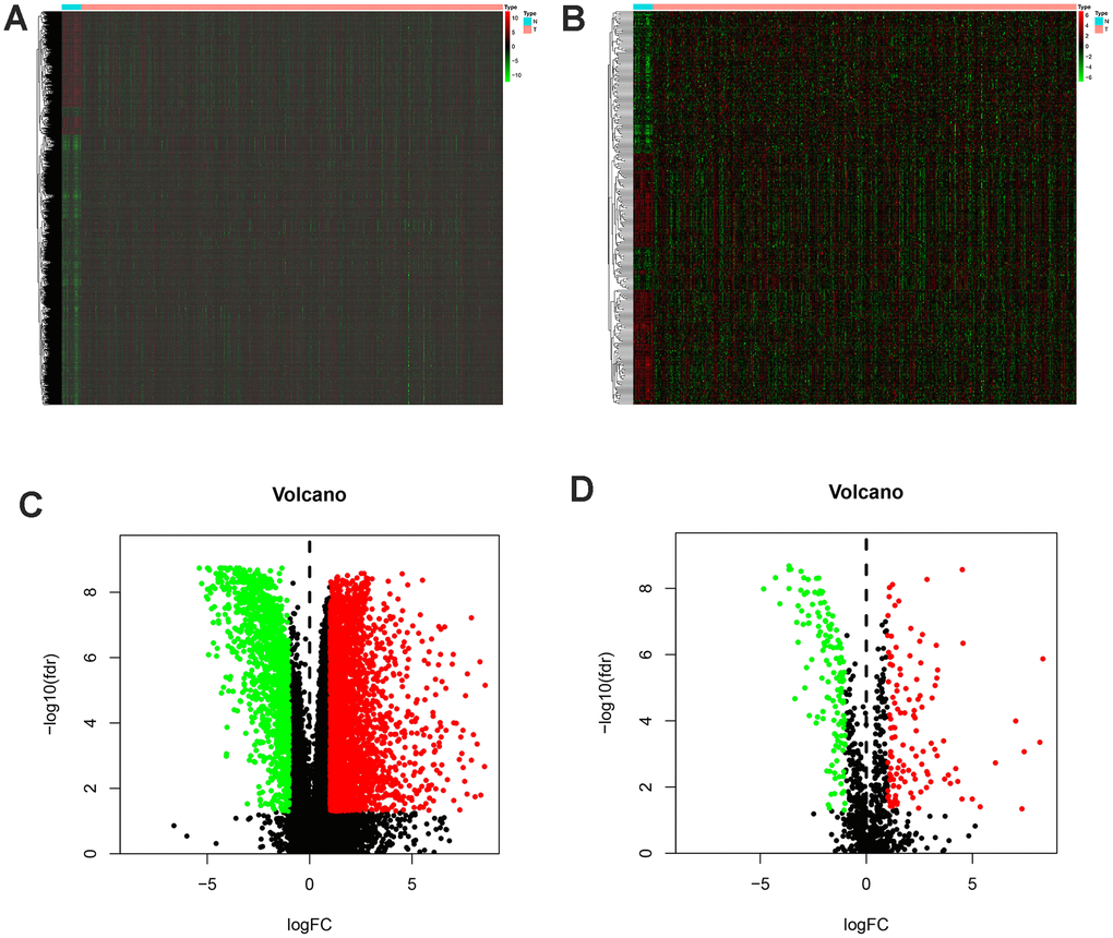 Differentially expressed immune-related genes of bladder cancer from the TCGA database (TCGA-BLCA). Heatmap (A) and volcano plot (C) demonstrating differentially expressed genes between bladder tumor and non-tumor tissues, green dots represent down-regulated expressed genes and red dots represent up-regulated expressed genes. Differentially expressed immune-related genes (IRGs) are shown in heatmap (B) and volcano plot (D), green dots represent down-regulated expressed genes and red dots represent up-regulated expressed genes (FDRfilter = 0.05, LogFCfilter = 1).