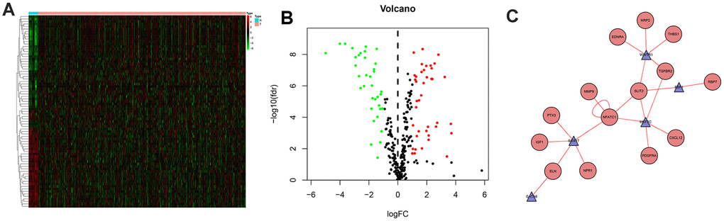 Differentially expressed transcription factors and regulation network. Heatmap (A) and volcano plot (B) showing different expressed transcription factors, green dots represent down-regulated and red dots represent up-regulated. And regulation network (C) presenting association of TFs and IRGs, red circles represent high risk genes and blue triangle represent TFs, while the red line represent up-regulated effects.
