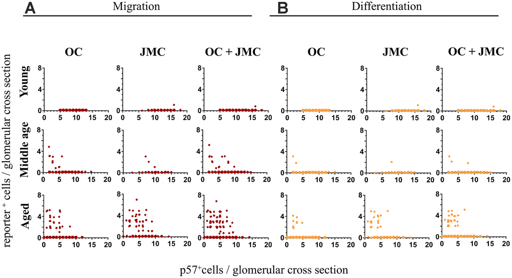 Quantitative analysis of migration and differentiation of tdTomato+PECs to a podocyte fate in aged kidneys. (A) Graphs showing the migration of tdTomato⁺PECs (red cells, y-axis) plotted against the number of podocytes per glomerulus (p57+ cells, x-axis) in young, middle age and aged mice in the OC, JMC and both compartments combined (OC and JMC). Young mice: There was no migration of tdTomato⁺PECs in the OC, and only one event of migration of a tdTomato+PEC to the glomerular tuft in JMC. When OC and JMC were combined, there was only the one event of migration accordingly. Middle age mice: The number of glomeruli with migration of tdTomato+PECs increased compared to young mice. There was a higher number of glomeruli with migration in the OC compared to JMC. The total increase in migration was reflected when OC and JMC were combined. The glomeruli with migration events tended to be higher in glomeruli with lower podocyte numbers. Aged mice: The number of glomeruli with migration of tdTomato+PECs to the glomerular tuft was the highest in aged mice compared to young and middle age mice. The incidence of migration predominantly increased in JMC versus OC, and the total increase in migration was reflected when OC and JMC were combined. Again, glomeruli with migration events tended to be higher in glomeruli with lower podocyte numbers. (B) Graphs showing the differentiation of tdTomato+PECs (yellow cells, y axis) plotted against the number of podocytes per glomerulus (p57+ cells, x-axis) in young, middle age and aged mice in the OC, JMC and both compartments combined (OC and JMC). Young mice: There was no differentiation of tdTomato⁺PECs (tdTomato+EGFP+) observed in the OC, and only one event of differentiation in one glomerulus in JMC glomeruli. When OC and JMC were combined, there was only the one event of differentiation accordingly. Middle age mice: The number of glomeruli with differentiation of tdTomato⁺PECs (tdTomato+EGFP+) increased compared to young mice. There were slightly more glomeruli with differentiation in the OC compared to JMC. The total increase in differentiation was relatively low and was reflected when OC and JMC were combined. The glomeruli with differentiation events tended to be higher in glomeruli with lower podocyte numbers. Aged mice: The number of glomeruli with differentiation of tdTomato⁺PECs (tdTomato+EGFP+) was the highest in aged mice compared to young and middle age mice. The incidence of differentiation increased in both OC and JMC glomeruli, and the total increase was reflected when OC and JMC were combined. Again, glomeruli with differentiation events tended to be higher in glomeruli with lower podocyte numbers.