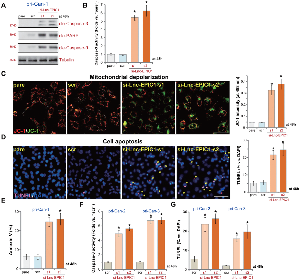 Lnc-EPIC1 siRNA provokes apoptosis in colon cancer cells. The primary human colon cancer cells, pri-Can-1/-2/-3, were transfected with scramble control siRNA (“scr”, 500 nM) or the applied Lnc-EPIC1 siRNA (si-Lnc-EPIC1-s1/si-Lnc-EPIC1-s2, 500 nM, for 48h), cells were further cultured for additional 48h, expression of listed proteins in total cell lysates was tested by Western blotting assays (A), the relative caspase-3 activity was tested (B, F), with mitochondrial depolarization examined by JC-1 staining (C); Cell apoptosis was examined and quantified by nuclear TUNEL staining (D, G) and Annexin V FACS (E). Data presented as mean ± standard deviation (SD). * pC, D).