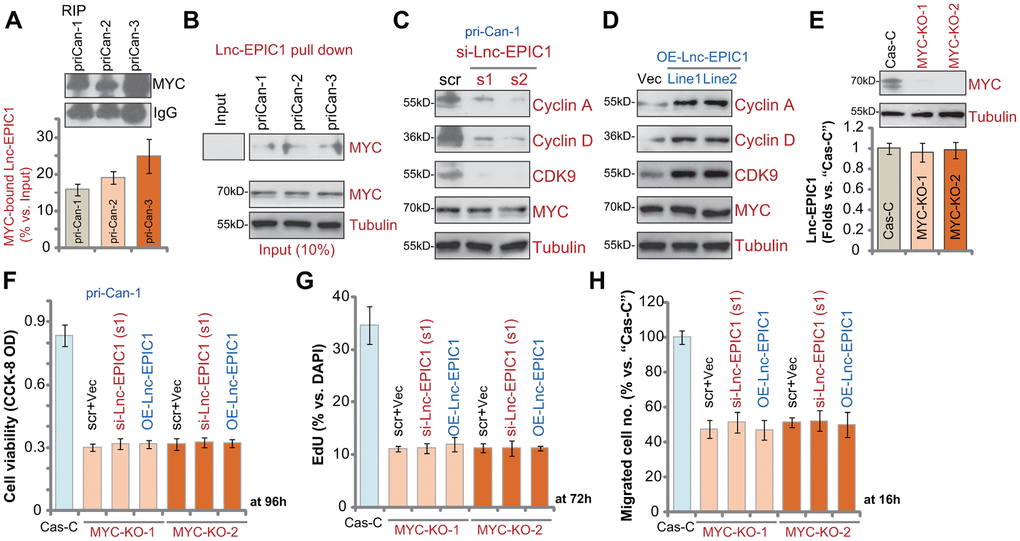 Lnc-EPIC1-MYC binding promotes colon cancer cell progression. The qPCR analyses of Lnc-EPIC1 enriched in the MYC protein in primary human colon cancer cells, pri-Can-1/-2/-3 (A). Western blotting analyses of the MYC protein retrieved by in-vitro-transcribed Lnc-EPIC1 in primary human colon cancer cells, pri-Can-1/-2/-3 (B). The primary human colon cancer cells, pri-Can-1, were transfected with scramble control siRNA (“scr”, 500 nM) or the applied Lnc-EPIC1 siRNA (si-Lnc-EPIC1-s1/si-Lnc-EPIC1-s2, 500 nM, for 48h), expression of listed proteins was shown (C). Expression of the listed proteins in pri-Can-1 cells with empty vector (“Vec”) or the Lnc-EPIC1-expression construct (“OE-Lnc-EPIC1-Line1/2”) was shown (D). Expression of MYC protein and Lnc-EPIC1 in stable pri-Can-1 cells with the CRISPR/Cas9 MYC-KO construct (“MYC-KO-1/MYC-KO-2”, two constructs with different sgRNAs) or the empty vector (“Cas-C”) was shown (E); Cells were further transfected with si-Lnc-EPIC1-s1 (500 nM, for 48h) or Lnc-EPIC1-expression construct (“OE-Lnc-EPIC1”, for 48h), and further cultured for the applied time periods, cell viability, proliferation and migration were tested by CCK-8 viability (F), nuclear EdU staining (G) and “Transwell” (H) assays, respectively, and results were quantified. Data presented as mean ± standard deviation (SD). Experiments in this figure were repeated five times.