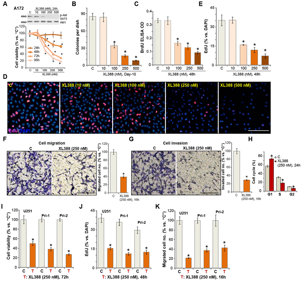 XL388 potently inhibits glioma cell survival, proliferation, migration, invasion and cell cycle progression. A172 cells (A–H), U251MG cells (“U251”) (I–K) and primary human glioma cells (“Pri-1/Pri-2”) (I–K) were treated with applied concentrations of XL388 or the vehicle control (“C”, same for all Figures), and cultured for applied time periods, then cellular functions including cell survival (A, B and I), proliferation (C–E, and J), migration (F and K), invasion (G) and cell cycle progression (H) were tested by the indicated assays. Results were quantified. Expression of listed proteins was shown (A). Data were presented as mean ± SD (n=5). * p D, F and G).