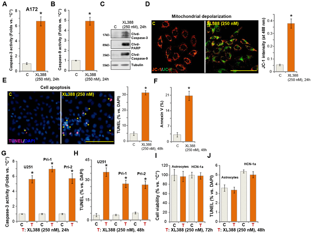 XL388 induces significant apoptosis activation in glioma cells. A172 cells (A–F), U251MG (“U251”) (G and H) and primary human glioma cells (“Pri-1/Pri-2”) (G and H) as well as the primary human astrocytes (“Astrocytes”) and HCN-1a neuronal cells (I and J) were treated with XL388 (250 nM), and cultured for applied time periods, then cell apoptosis was analyzed by the mentioned assays (A–H and J), with cell viability tested by CCK-8 assay (I). Data were presented as mean ± SD (n=5). * p D and E).