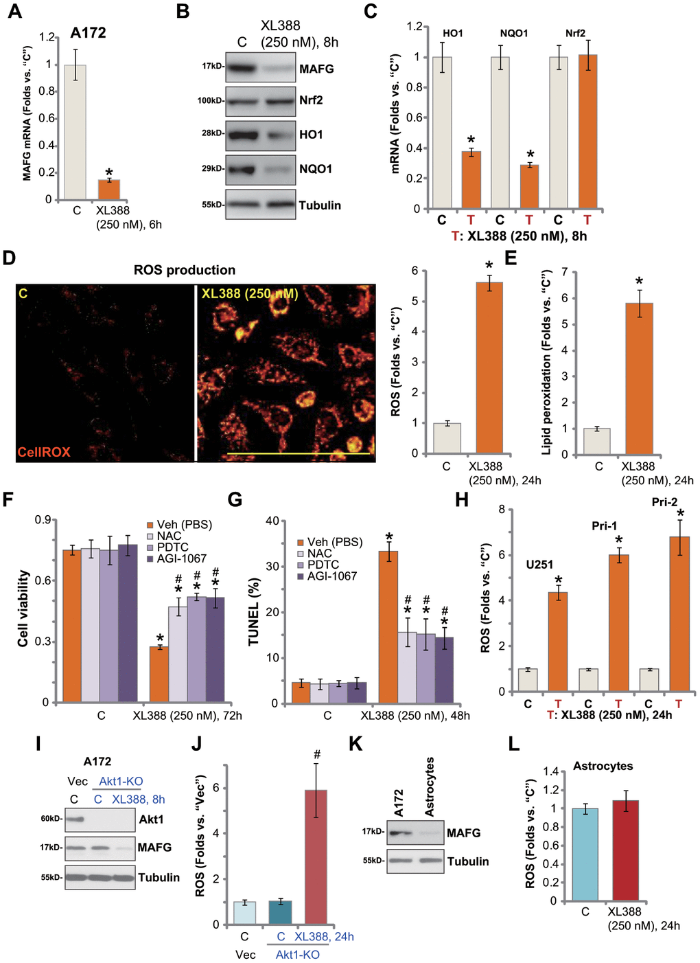 XL388 induces oxidative injury in human glioma cells. A172 cells or primary human glioma cells (“Pri-1”) were treated with XL388 (250 nM) and cultured for indicated time periods, then expression of listed mRNAs and proteins was tested by qPCR and Western blotting assays (A–C); Relative CellROX intensity (D) and lipid peroxidation (E) levels were tested. A172 cells were pretreated for 1h with n-acetylcysteine (NAC, 400 μM), pyrrolidine dithiocarbamate (PDTC, 10 μM) or AGI-1067 (10 μM), followed by XL388 (250 nM) stimulation for another 48-72h, then cell viability and apoptosis were tested by CCK-8 (F) and nuclear TUNEL staining (G) assays, respectively. U251MG (“U251”) and primary human glioma cells (“Pri-1/Pri-2”) were treated with XL388 (250 nM) for 12h, then the relative CellROX intensity was tested (H). A172 cells with the CRISPR/Cas9-Akt1-KO construct (“Akt1-KO” cells) or empty vector (“Vec”) were treated with or without XL388 (250 nM) and expression of listed proteins was shown (I). Relative ROS contents were tested by measuring CellROX intensity (J). Expression of MAFG protein in A172 cells and primary human astrocytes (“Astrocytes”) was shown (K); Astrocytes were treated with or without XL388 (250 nM) for 24h, and ROS intensity tested by CellROX assay (L). Data were presented as mean ± SD (n=5).* p #p D).