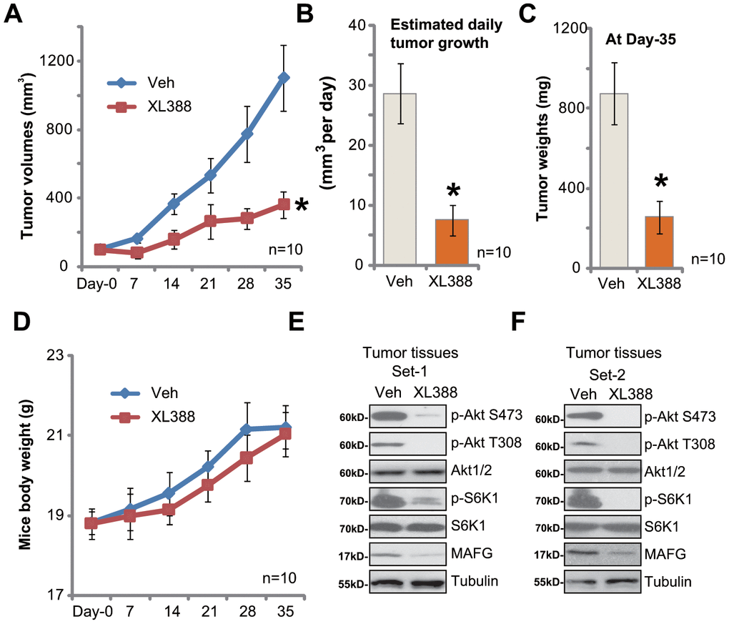 XL388 oral administration inhibits A172 xenograft growth in SCID mice. The SCID mice bearing A172 xenografts (n=10 per group) were administrated with vehicle (saline, “Veh”) or XL388(5 mg/kg body weight, daily, × 14d), then tumor volumes (in mm3) (A) and mice body weights (in grams) (D) was recorded every seven days for a total of 35 days; The estimated daily tumor growth (in mm3 per day) was calculated as described (B). At treatment Day-35, all tumors were isolated and individually weighted (C). At treatment Day-7, two hours after initial XL388administration, the xenograft tumors were isolated. Tissue lysates were subjected to Western blotting assays of listed proteins (E and F). *p A–C).
