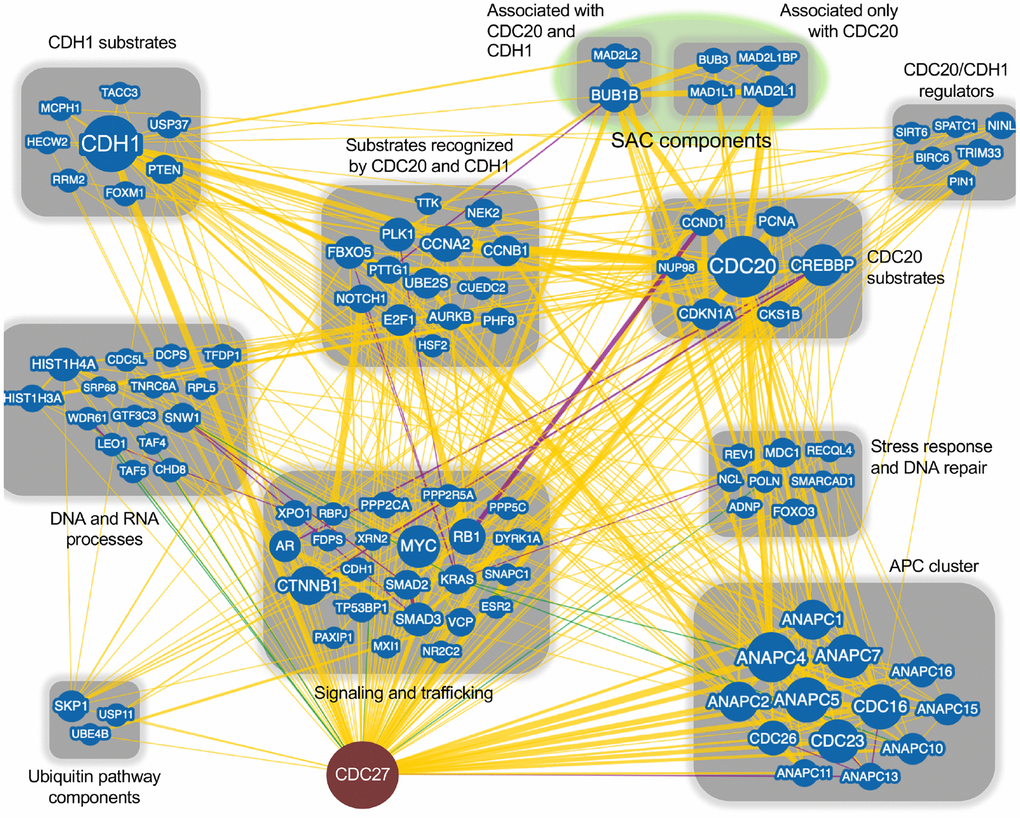 CDC27 network interactors. The BioGRID database was searched for CDC27 interactors. The search resulted in 144 protein nodes (blue circles) that interact with CDC27, producing 602 physical edges (yellow lines), 16 genetic edges (green lines) and 18 physical/genetic edges (purple lines). An edge is the line connecting 2 proteins. Many proteins have multiple interactors, generating multiple edges for a single protein. The search was done with the minimum evidence filter set at 1 (see Supplementary Figure 1 for raw data). Proteins that only interacted with CDC27 (1 edge) were lost when the filter was set at 2 and were not included in this analysis. Each node was manually manipulated for this clustering exercise.