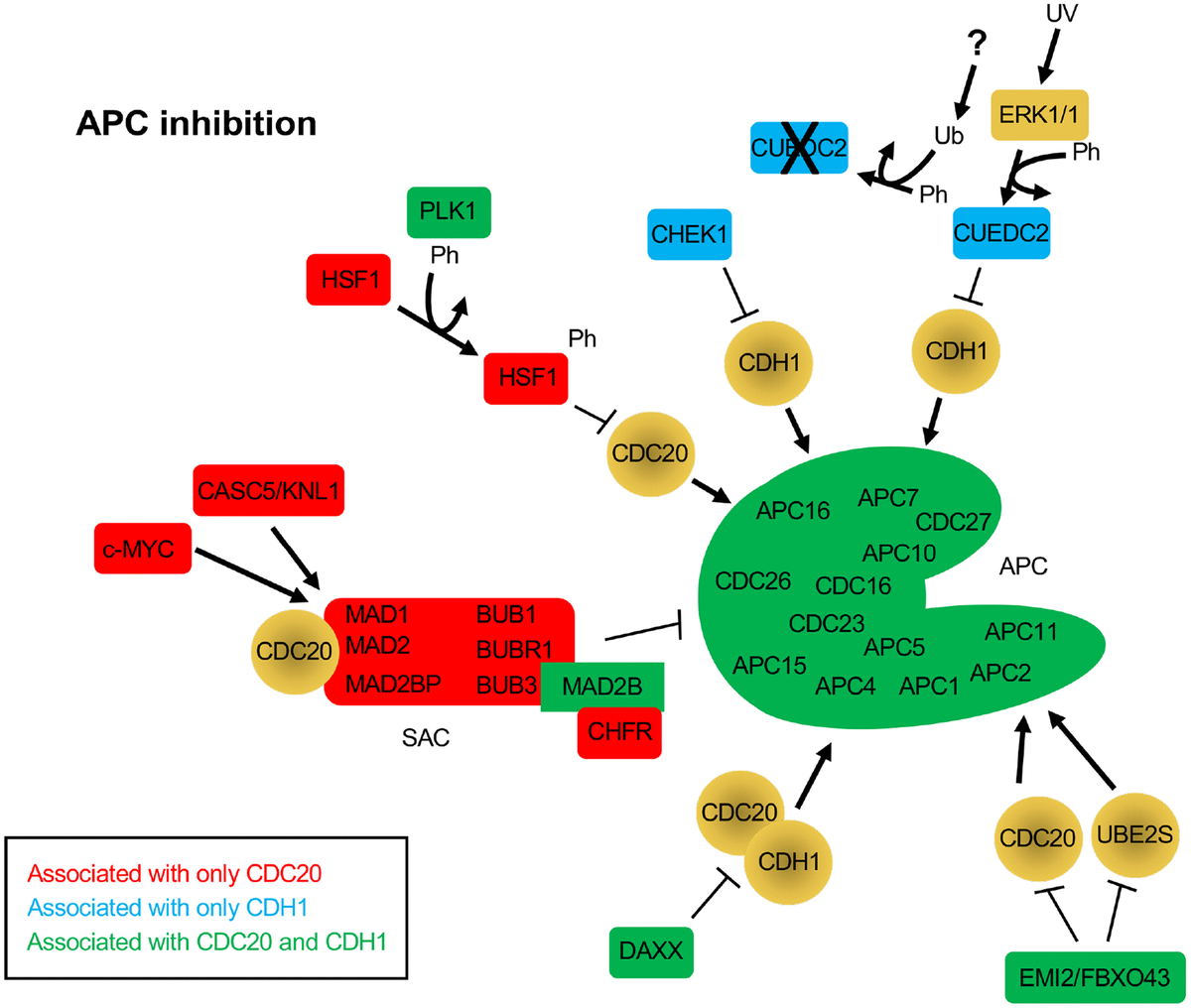 The role of Anaphase Promoting Complex activation, inhibition and ... Biology Diagrams