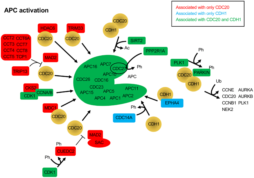 Protein activators of the APC that function through CDC20 and/or CDH1. The BioGRID database was searched for CDC20 and CDH1 interactors. All protein nodes identified were searched using PubMed. Proteins found to activate the APC, but not serve as substrates, are shown here. Proteins unique to CDC20 are shown in red, those unique to CDH1 are shown in blue, and those identified in both searches are shown in green. PARKIN, when phosphorylated by PLK1, is believed to recruit CDC20 and CDH1 to ubiquitinate APC substrates. Ph, phosphorylation; Ac, acetylation; Ub, ubiquitination.