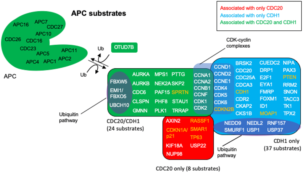 APC substrates that are unique to CDC20 or CDH1, and those that are acted on by both. The BioGRID database was searched for CDC20 and CDH1 interactors. All protein nodes identified were searched using PubMed. Proteins found to serve as APC substrates are shown here. Proteins unique to CDC20 are shown in red, those unique to CDH1 are shown in blue, and those identified in both searches are shown in green. Subgroups within the clusters are highlighted for those involved in the ubiquitin pathway, and those composing CDK-cyclin complexes. Proteins highlighted in white are proteins overexpressed in cancers with oncogenic potential, while those highlighted in orange are mostly downregulated in cancers showing potential tumor suppressing activity. 8 proteins are uniquely targeted for degradation by CDC20 and 37 by CDH1, while 24 protein substrates are shared by both, for a total of 69 potential substrates. The deubiquitinase OTUD7B that deubiquitinates APC substrates was identified in both searches.