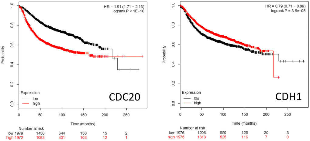 Kaplan-Meier survival plots comparing high vs low expression of the APC coactivators CDC20 and CDH1 mRNAs in breast cancer patients.