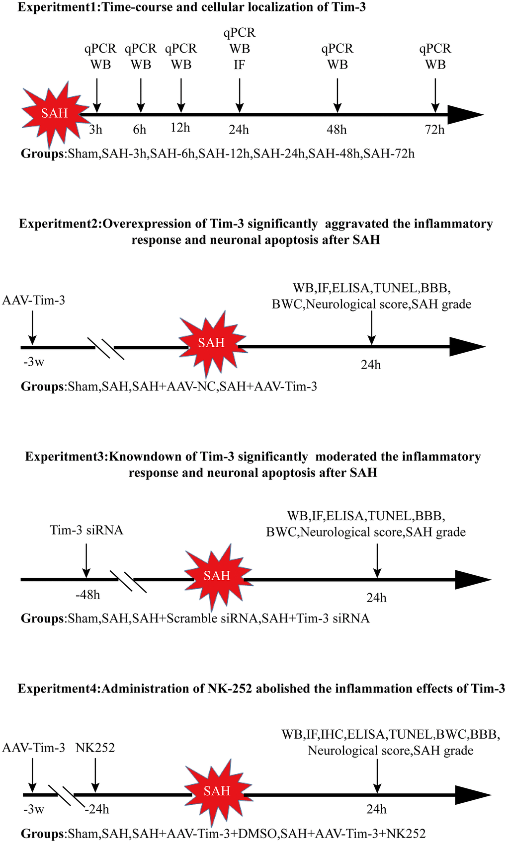 Experimental design and animal group classification. SAH = subarachnoid hemorrhage; qRT-PCR = quantitative real-time polymerase chain reaction WB = western blotting; BWC = brain water content; IF = Immunofluorescence staining; IHC = immunohistochemical staining; ELISA = enzyme-linked immunosorbent assay; TUNEL = terminal deoxynucleotidyl transferase-mediated biotinylated-dUTP nick-end labeling.