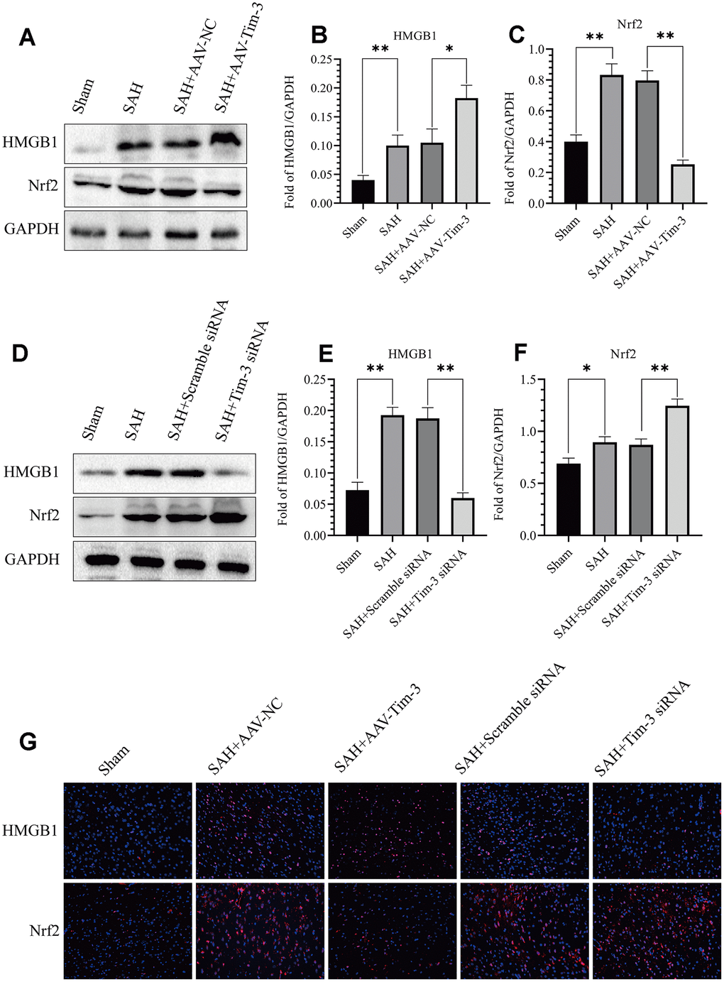 Effect of AAV-Tim-3 or Tim-3 siRNA on the expression of HMGB1 and Nrf2. Western blot showing that AAV-Tim-3 significantly increased the expression of HMGB1 and reduced the expression of Nrf2, (A) as assessed by quantitative analysis of HMGB1 (B) and Nrf2 (C). Tim-3 siRNA treatment significantly decreased the expression of HMGB1 and increased the expression of Nrf2, (D) as assessed by quantitative analysis of HMGB1 (E) and Nrf2 (F) in the left hemisphere at 24 h post-SAH (n = 6 in each group). Data are expressed as the mean ± SEM. *p G) following AAV-Tim-3 or Tim-3 siRNA treatments in the left cerebral cortex at 24 h post-SAH. Scale bar = 50 μm.