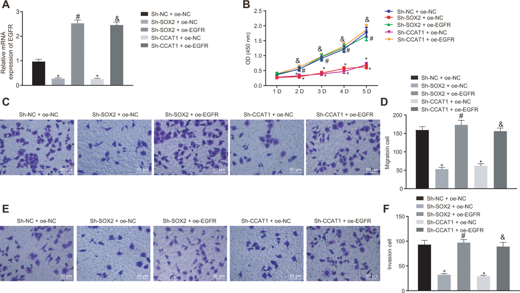 Silencing of SOX2 and CCAT1 decreases EGFR expression to suppress HepG2 cell proliferation, migration, and invasion. HepG2 cells were treated with sh-NC + oe-NC, sh-SOX2 + oe-NC, sh-CCAT1 + oe-NC, sh-SOX2 + oe-EGFR or sh-CCAT1 + oe-EGFR. (A) mRNA expression of EGFR in HepG2 cells detected by RT-qPCR normalized to β-actin. (B) Cell viability determined by MTT assay. (C, D) cell migration determined by Transwell assay (200 ×). (E, F) Cell invasion determined by Transwell assay (200 ×). * p vs. HepG2 treated with sh-NC + oe-NC. # p vs. HepG2 treated with sh-SOX2 + oe-NC. & p vs. HepG2 treated with sh-SOX2 + oe-NC. Data were expressed as mean ± standard deviation. Data from multiple groups were compared by one-way ANOVA and Tukey’s post hoc test. Data were compared between groups at different time points by repeated measures ANOVA and Bonferroni-corrected post hoc testing.