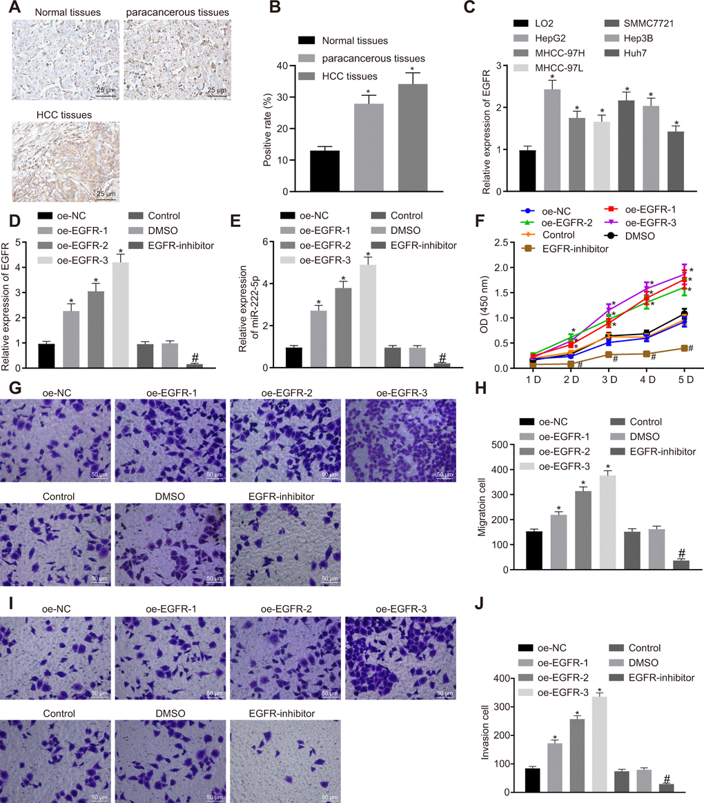 EGFR induces cell proliferation, migration and invasion via miR-222-5p upregulation in HepG2 cells. (A) Representative immunohistochemistry micrographs showing EGFR expression in normal liver (n = 28), para-cancerous (n = 68) and HCC tissues (n = 68) (400 ×). (B) EGFR positive expression in normal liver (n = 28), para-cancerous (n = 68) and HCC tissues (n = 68) determined by immunohistochemistry. (C) EGFR mRNA expressions in human HCC cell lines detected by RT-qPCR normalized to β-actin. HepG2 cells were treated with oe-NC, oe-EGFR-1, oe-EGFR-2, oe-EGFR-3, DMSO or EGFR-inhibitor. (D) EGFR expression in HepG2 cells detected by RT-qPCR. (E) miR-222-5p expression in HepG2 cells detected by RT-qPCR normalized to U6. (F) Cell viability determined by MTT assay. (G, H) Cell migration determined by Transwell assay (200 ×). (I, J) Cell invasion determined by Transwell assay (200 ×). * p vs. normal liver cell, LO2 or HepG2 cells treated with oe-NC; # p vs. HepG2 treated with DMSO. Data are expressed as mean ± standard deviation. Data from multiple groups were compared by one-way ANOVA and Tukey’s post hoc test. Data were compared between groups at different time points by repeated measures ANOVA and Bonferroni post hoc test.