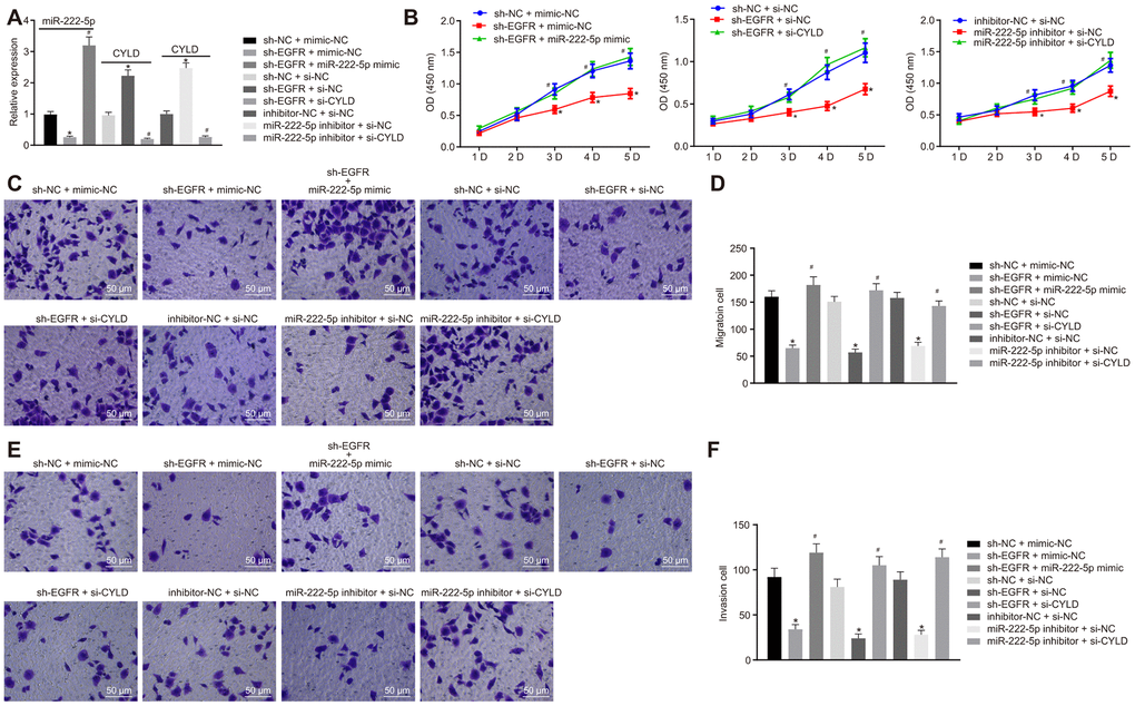 EGFR downregulation inhibits cell proliferation, migration, and invasion by downregulating miR-222-5p-targeted CYLD in HepG2 cells. HepG2 cells were treated with sh-NC + mimic-NC, sh-EGFR + mimic-NC, sh-EGFR + miR-222-5p mimic, sh-NC + si-NC, sh-EGFR + si-NC, sh-EGFR + si-CYLD, inhibitor-NC + si-NC, miR-222-5p inhibitor + si-NC, or miR-222-5p inhibitor + si-CYLD. (A) mRNA expression of miR-222-5p and CYLD in HepG2 cells detected by RT-qPCR normalized to U6 and β-actin. (B) Cell viability determined by MTT assay. (C, D) Cell migration determined by Transwell assay (200 ×). (E, F) Cell invasion determined by Transwell assay (200 ×). * p vs. HepG2 treated with sh-NC + mimic-NC, inhibitor-NC + si-NC, or sh-NC + si-NC. # p vs. HepG2 treated with sh-EGFR + mimic-NC, sh-EGFR + si-NC, or miR-222-5p inhibitor + si-NC. Data are expressed as mean ± standard deviation. Data from multiple groups were compared by one-way ANOVA and Tukey’s post hoc test. Data were compared between groups at different time points by repeated measures ANOVA and Bonferroni post hoc test.