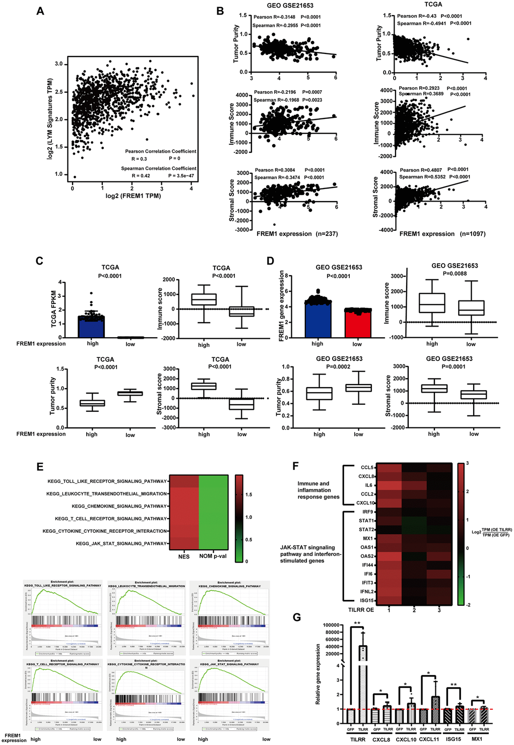 FREM1 mRNA levels were associated with tumor infiltrating lymphocytes. (A) The average expression of the LYM metagene signature [PTPRC (CD45), CD53, LCP2 (SLP-76), LAPTM5, DOCK2, IL10RA, CYBB and CD48, ITGB2 (LFA-1) and EVI2B] in breast cancers from the TCGA database relative to the FREM1 mRNA level. (B–D) Tumor purity, immune score and stromal score were analyzed using the ESTIMATE algorithm from GEO (N = 237) and TCGA (N = 1097) database. (E) GSEA analysis was used to demonstrate the correlation between FREM1 expression and the KEGG enriched pathway. (F) Immune and inflammation response genes, the JAK-STAT signaling pathway and interferon-stimulated genes were analyzed by RNA-seq in BT474 cancer cells. (G) CXCL8, CXCL10, CXCL11 and the interferon stimulation genes, ISG15 and MX1, were analyzed by Q-PCR in BT474 cancer cells.