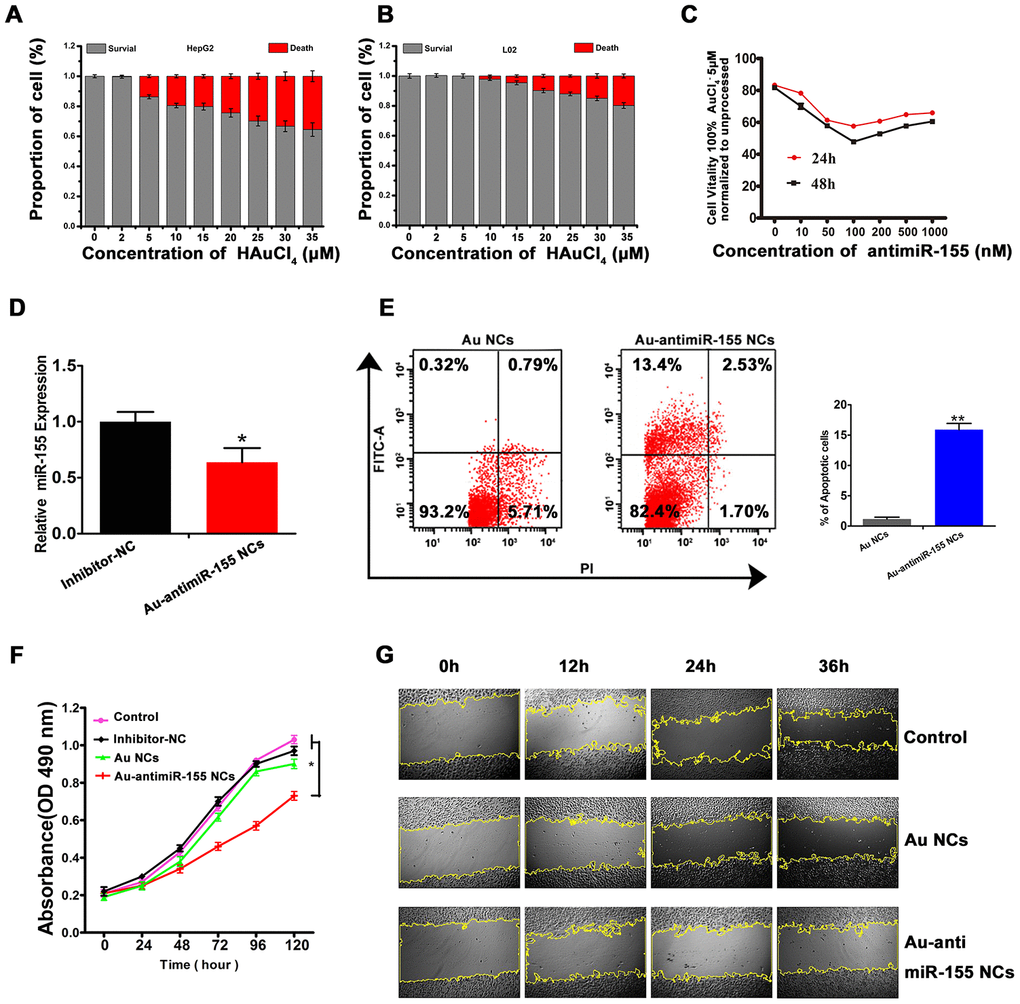 In situ self-assembled Au-antimir-155 NCs inhibit HepG2 cell growth. (A, B) Evaluation of gold precursor cytotoxicity in HepG2 and L02 cells using the MTT assay. (C) Dose- and time-response analysis of the effect of different antimiR-155 concentrations on HepG2 viability (MTT assay). (D) Effect of Au-antimiR-155 on endogenous miR-155 expression in HepG2 cells. (E) Flow cytometry analysis of apoptosis in HepG2 cells that generated Au-antimiR-155 NCs or were treated with gold precursor alone (Au NCs). The left and right upper quadrants represent, respectively, early and late apoptotic cells (n=3). (F) Results of MTT proliferation assays in HepG2 cells under different conditions: Inhibitor-NC (inhibitor mimic negative control, 100 nM), in situ synthetized Au NCs (gold precursor, 5 μM), and in situ synthetized Au-antimiR-155 NCs (antimiR-155, 100 nM; gold precursor, 5 μM). (G) Images of wound-healing assays conducted in HepG2 cells under different experimental conditions (100×). Three biological replicates per experiment were assayed. **PP 