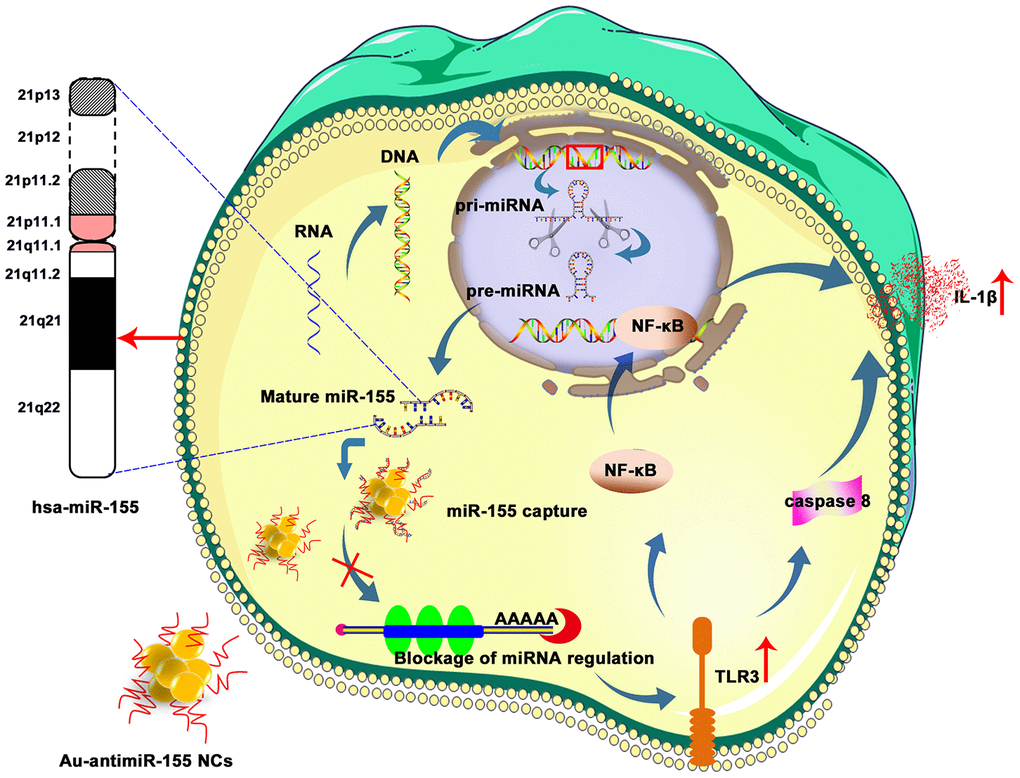 Schematic representation of Au-antimiR-155 NC-mediated activation of growth inhibitory/pro-apoptotic TLR3 signaling in HepG2 cells. De-repression of miR-155-induced TL3R silencing by Au-antimiR-155 NCs promotes apoptosis via TLR3 activation, NF-κβ transcription, caspase-8 activation, and IL-1β release.