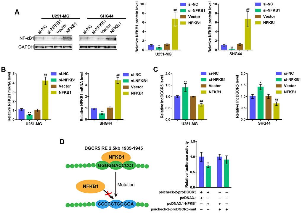 NF-κB1 binds to the promoter region of lncRNA DGCR5 to inhibit its expression. (A, B) NF-κB1 overexpression or silencing generated in U251-MG and SHG44 cells by transfection of NF-κB1-overexpressing vector or si-NF-κB1, as confirmed by immunoblotting and real-time PCR. (C) DGCR5 expression in response to NF-κB1 overexpression or silencing determined by real-time PCR. (D) Wild-type and mutant-type psicheck-2-proDGCR5 luciferase reporter vectors were constructed as described in the Materials and methods section. These vectors were cotransfected in 293T cells with pcDNA3.1/NF-κB1 and the luciferase activity was determined. *PPP