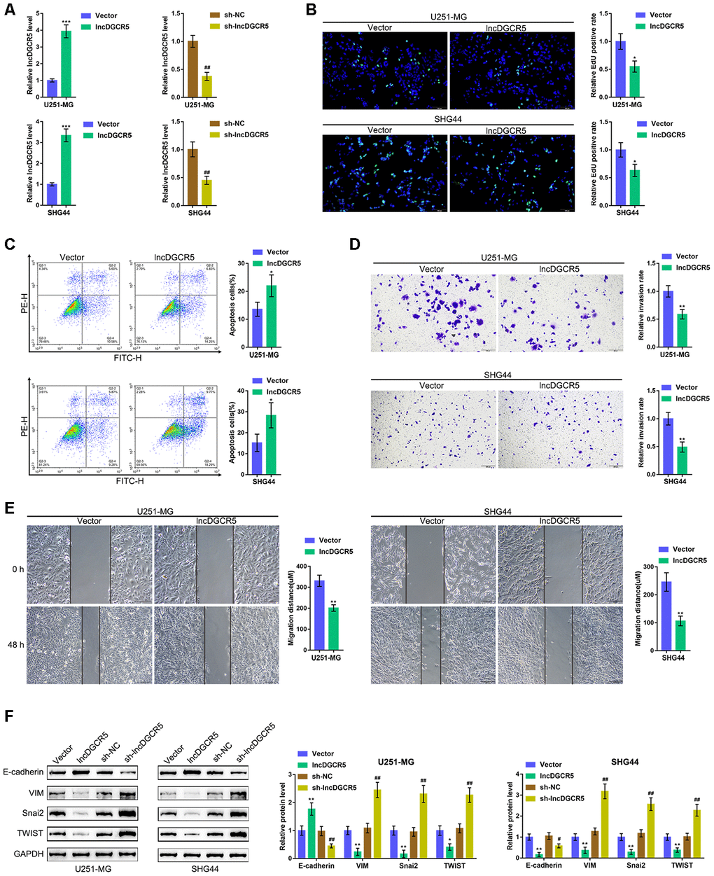 Effects of lncRNA DGCR5 overexpression on glioma cells. (A) LncRNA DGCR5 overexpression or silencing was generated in U251-MG and SHG44 cells by transfection of lncRNA DGCR5-overexpressing vector (lncDGCR5) or small hairpin RNA (sh-DGCR5), as confirmed by real-time PCR. Next, DNA synthesis capacity was determined by EdU assay (B); cell apoptosis was determined by Flow cytometry assay (C); cell invasive capacity was determined by Transwell assay (D); cell migratory capacity was determined by Wound healing assay (E). (F) U251-MG and SHG44 cells were transfected with lncDGCR5 or sh-DGCR5 and the protein levels of E-cadherin, VIM, Snai2, and TWIST were determined by immunoblotting. *PPPP