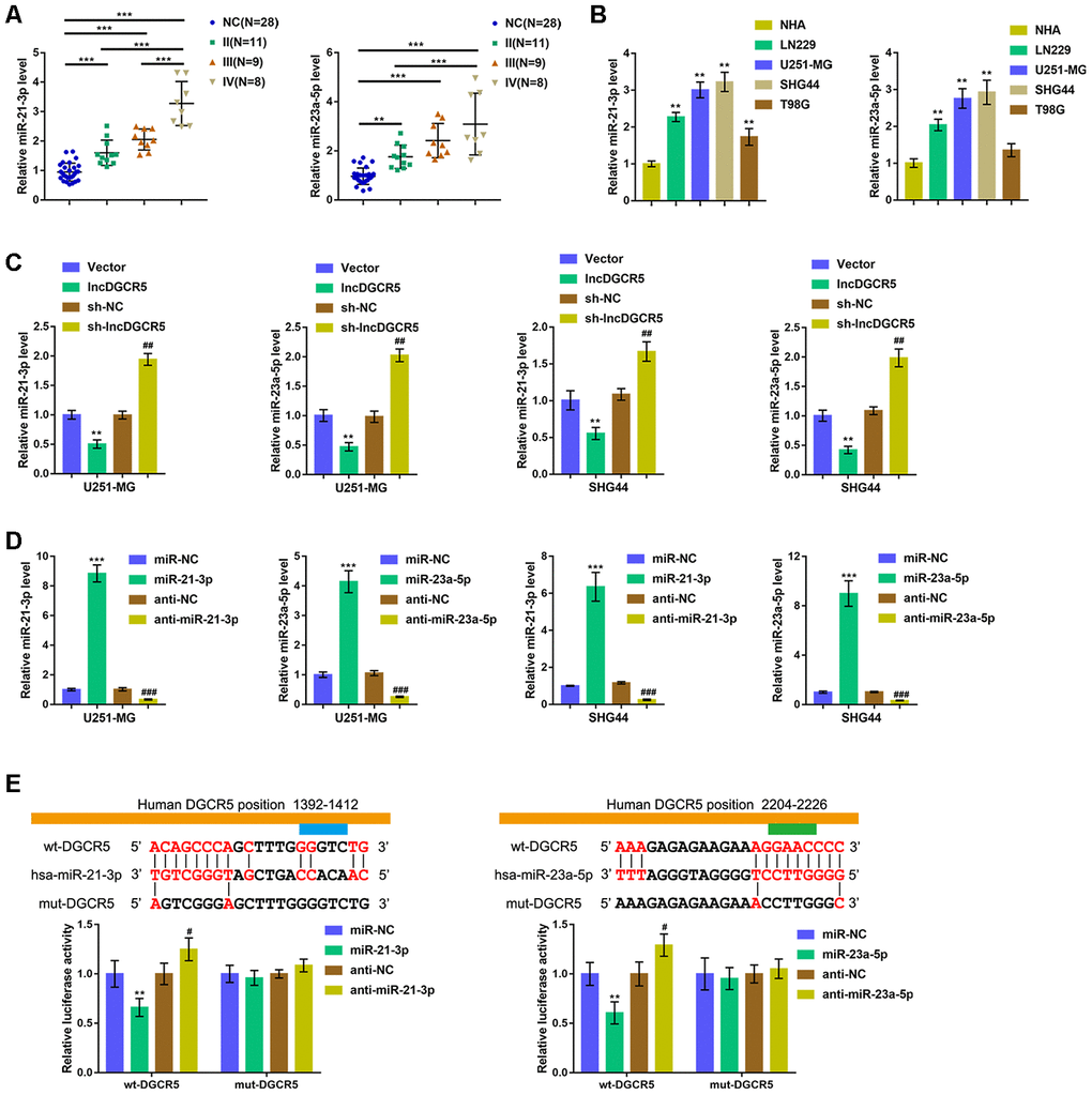 LncRNA DGCR5 directly binds to miR-21-3p and miR-23a-5p (A) miR-21-3p and miR-23a-5p expression was determined in normal (non-cancerous, n=28) and glioma tissues (stage II n=11, stage III n=9, stage IV n=8) by real-time PCR. (B) miR-21-3p and miR-23a-5p expression in normal human astrocytes, NHA, and glioma cell lines, LN229, U251-MG, SHG44, and T98G was determined by real-time PCR. (C) U251-MG and SHG44 cells were transfected with lncDGCR5 or sh-DGCR5 and the expression of miR-21-3p and miR-23a-5p was determined by real-time PCR. (D) miR-21-3p and miR-23a-5p overexpression or inhibition generated in U251-MG and SHG44 cells by transfection of miR-21-3p/miR-23a-5p or anti-miR-21-3p/anti-miR-23a-5p, as confirmed by real-time PCR. (E) Wild-type and mutant-type lncRNA DGCR5 luciferase reporter vectors were constructed as described in Materials and methods section. These vectors were co-transfected in 293T cells with miR-21-3p/miR-23a-5p or anti-miR-21-3p/anti-miR-23a-5p, and the luciferase activity was determined. **PPPPP