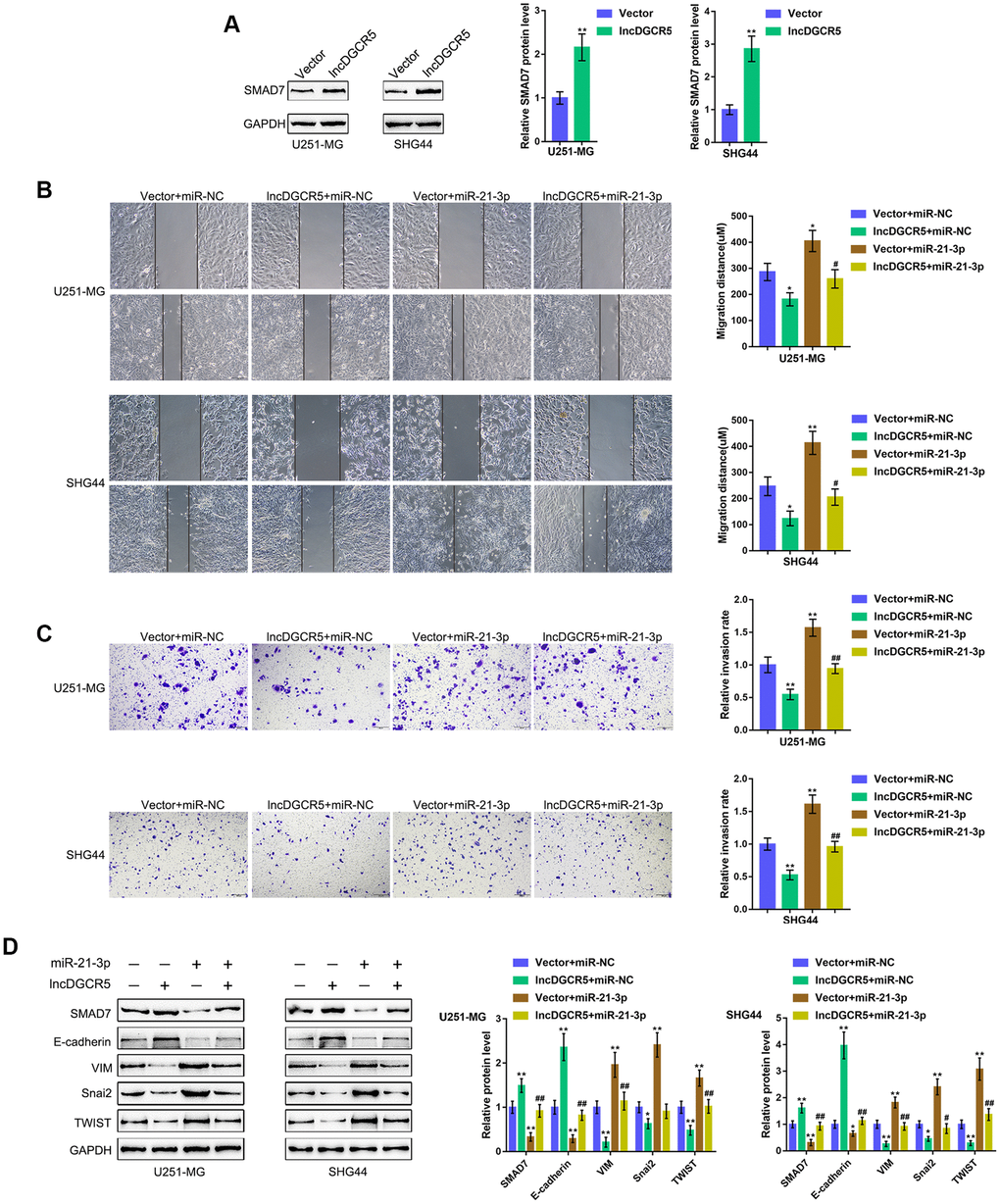 DGCR5/miR-21 axis affect glioma cell migration and invasion through Smad7. (A) U251-MG and SHG44 cells were transfected with lncRNA DGCR5-overexpressing vector and examined for the protein levels of Smad7 by immunoblotting. Next, U251-MG and SHG44 cells were co-transfected with DGCR5 and miR-21 mimic and examined for (B) migratory capacity by wound healing assay; (C) invasive capacity by Transwell assay; (D) the protein levels of Smad7, E-cadherin, VIM, Snai2, and TWIST were determined by immunoblotting. *PPPP