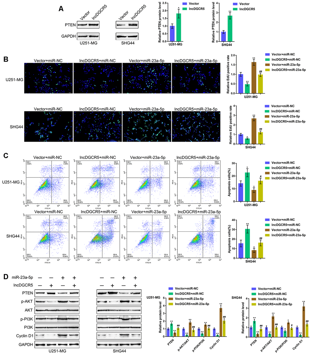 DGCR5/miR-23a axis affect glioma cell proliferation and apoptosis through PTEN. (A) U251-MG and SHG44 cells were transfected with lncRNA DGCR5-overexpressing vector and examined for the protein levels of PTEN by immunoblotting. Next, U251-MG and SHG44 cells were co-transfected with DGCR5 and miR-23a mimic, (B) DNA synthesis capacity was determined by EdU assay (C); cell apoptosis was determined by Flow cytometry assay; (D) the protein levels of PTEN, p-AKT, AKT, p-PI3K, PI3K, and Cyclin D1 were determined by immunoblotting. *PPPP