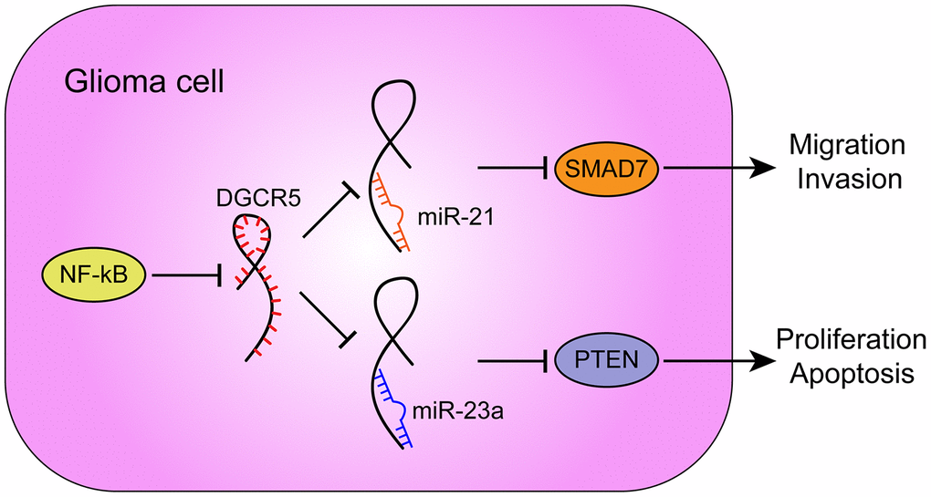 A schematic diagram showing the roles and mechanisms of NF-κB/lncRNA DGCR5/miR-21/Smad7 and NF-κB/lncRNA DGCR5/miR-23a/PTEN in glioma carcinogenesis.