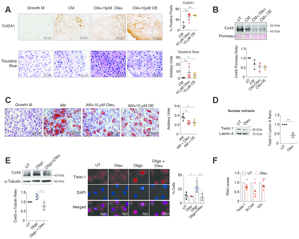 Oleuropein treatment enhances chondrocyte redifferentiation. (A) Immunohistochemistry of Col2A1 (4-6 independent experiments; one-way ANOVA, P=0.0019) and toluidine blue staining of proteoglycan subunits (n=6 independent experiments; one-way ANOVA, P=0.059) indicate significant enrichment in ECM components in OACs micromasses grown in 3D culture for 30 days in chondrogenic medium (CM) when supplemented with 10 μM oleuropein (Oleu) or OE. (B) Cx43 protein levels detected by western blot (and normalized to Ponceau staining) are reduced when OACs micromasses are exposed to CM supplemented with 10 μM oleuropein or OE for 21 days (n=3 independent experiments; one-way ANOVA, P=0.0328). (C) Oil red staining showing reduced OACs dedifferentiation upon exposure to Oleu or OE in adipogenic medium (n=5 independent experiments; one-way ANOVA, P=0.0001). (D) Nuclear levels of Twist-1 were decreased in OACs cultured with 10 μM oleuropein for 2 h. Lamin A was used as a loading control (n=3 independent experiments; Student’s t test, P=0.001). (E) Cx43 protein levels in primary OACs after 1-h treatment with oleuropein or oligomycin. Western blot represents n=4 independent experiments. Quantification is shown on the right (one-way ANOVA, P=0.0036). On the right, immunofluorescence for Twist-1 (red) in primary OACs treated with 5 μg/ml oligomycin and 10 μM oleuropein for 1 h. The graph represents the percentage of cells with Twist-1 nuclear localization (n=4 independent experiments; one-way ANOVA, P=0.0067). (F) The mRNA expression of the EMT markers Twist-1, N-Cadherin and Vimentin in OACs treated with 10 μM oleuropein for 2 h. Data were normalized to HPRT-1 levels. n= 5 independent experiments; Student’s t test: PP= 0.0011 (N-Cad), P=0.0209 (Vim). Data is expressed as mean±SD; *PPP